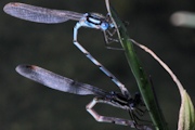 Blue Ringtail (Austrolestes annulosus)
